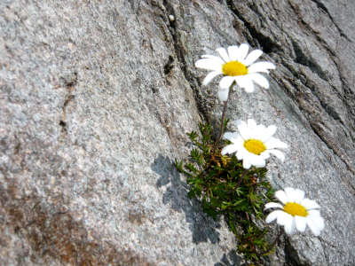 Blauseeli fleurs_400x300